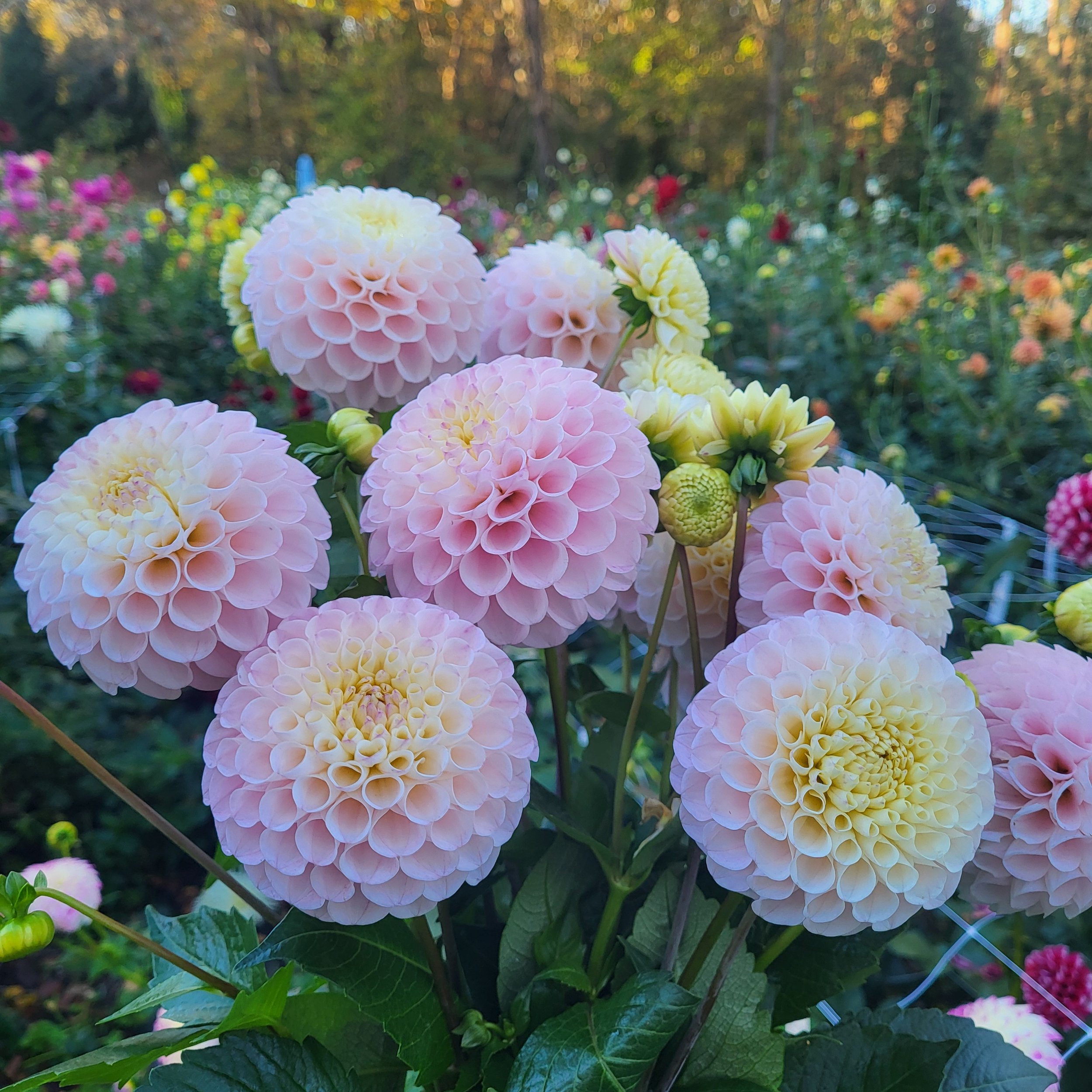 リリーズ LILIES Daisy あの空を守りたい Joanna Ryckaert – BUROMURO